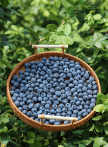 “产量冠军”如何迈上“价值高地”——云南蓝莓产业调查